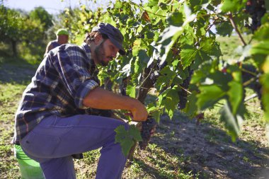güneşli bir sonbahar İtalya hasat sırasında iş yerinde genç çiftçi adam. Kırmızı üzüm üzüm bağları şarap üretimi için.