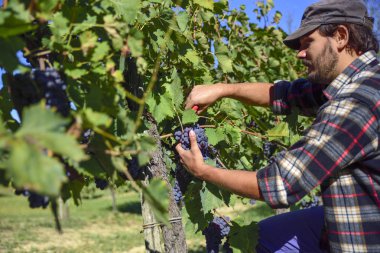 güneşli bir sonbahar İtalya hasat sırasında iş yerinde genç çiftçi adam. Kırmızı üzüm üzüm bağları şarap üretimi için.