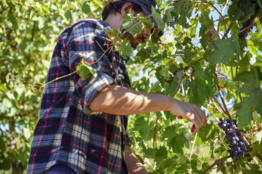 güneşli bir sonbahar İtalya hasat sırasında iş yerinde genç çiftçi adam. Kırmızı üzüm üzüm bağları şarap üretimi için.