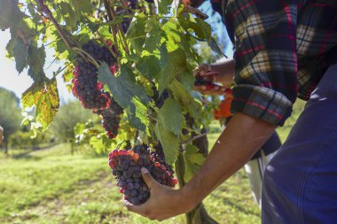 çiftçiler İtalyan üzüm bağları, eser, şarap üretimi için üzüm toplamak