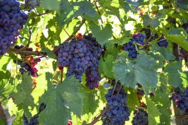 Kırmızı üzüm şarap üretimi için kümeleri ile üzüm bağları