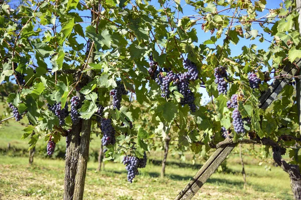 Kırmızı üzüm şarap üretimi için kümeleri ile üzüm bağları