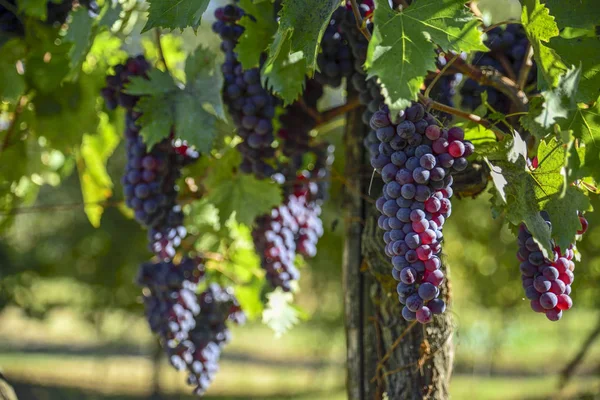 Vinhas Com Cachos Uvas Vermelhas Para Produção Vinho — Fotografia de Stock