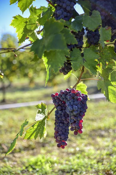 Vinhas Com Cachos Uvas Vermelhas Para Produção Vinho — Fotografia de Stock