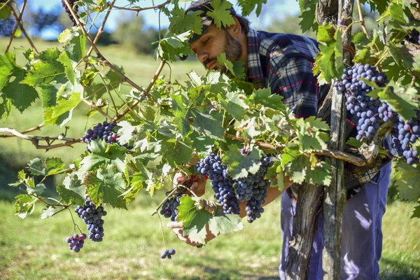 Jovem Agricultor Trabalho Durante Colheita Itália Dia Ensolarado Outono Vinhas — Fotografia de Stock