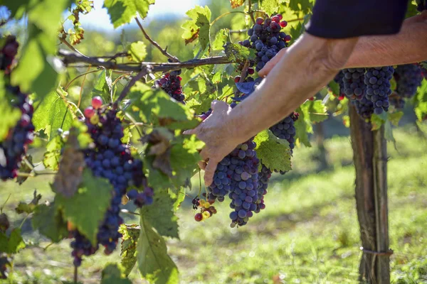 Colheita Uvas Colheita Close Mãos Cortando Ramo Das Vinhas Para — Fotografia de Stock