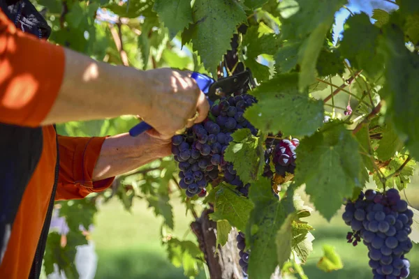 Üzüm, hasat hasat. şarap üretimi için üzüm bağları gelen grup kesme eller Close-up
