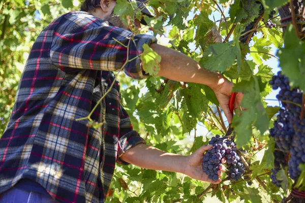 Jovem Agricultor Trabalho Durante Colheita Itália Dia Ensolarado Outono Vinhas — Fotografia de Stock