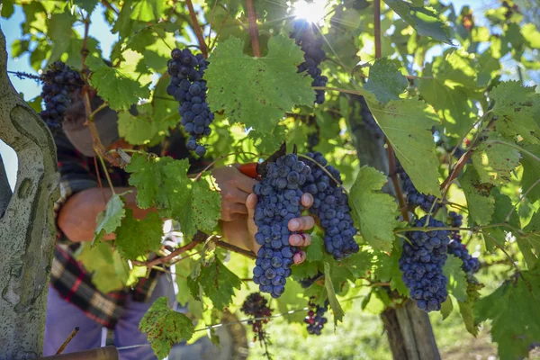 Jovem Agricultor Trabalho Durante Colheita Itália Dia Ensolarado Outono Vinhas — Fotografia de Stock