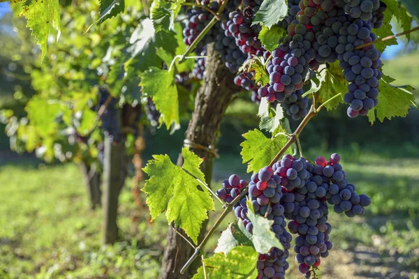 Vigneti Grappolo Uve Rosse Produzione Vino — Foto Stock