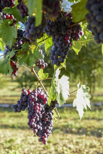 Vinhas Com Cachos Uvas Vermelhas Para Produção Vinho — Fotografia de Stock