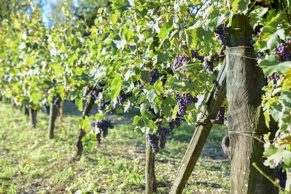 Vinhas Com Cachos Uvas Vermelhas Para Produção Vinho — Fotografia de Stock