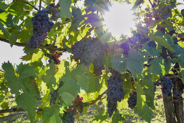 Vigneti Grappolo Uve Rosse Produzione Vino — Foto Stock