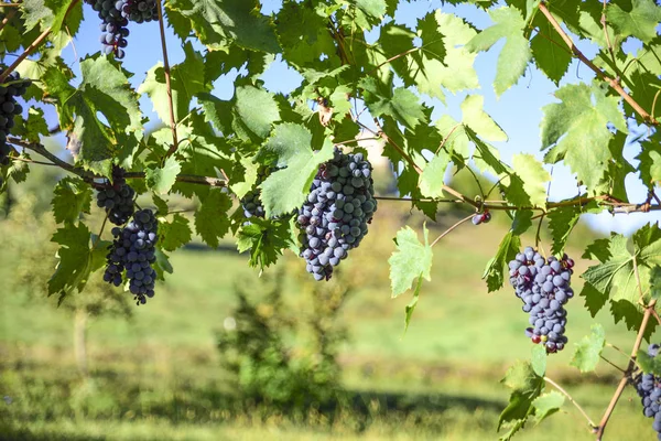 Vigneti Grappolo Uve Rosse Produzione Vino — Foto Stock