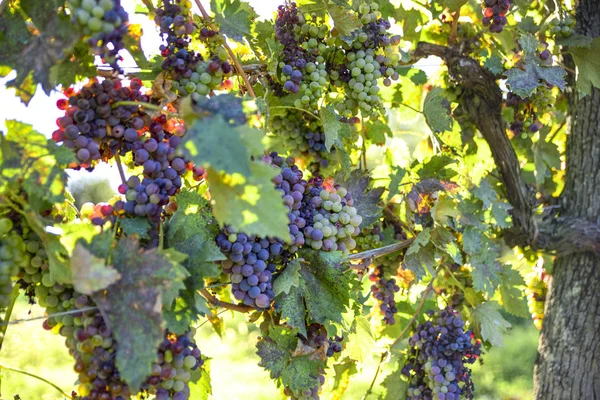 葡萄种植葡萄 用于酿造葡萄酒 — 图库照片
