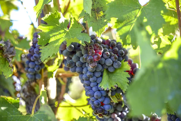 葡萄种植葡萄 用于酿造葡萄酒 — 图库照片