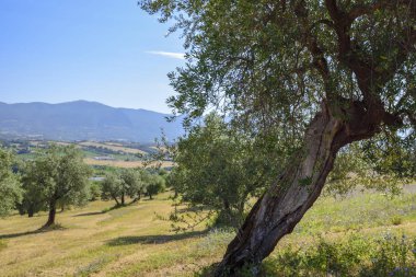 alan, Orta Italya'nin zeytin ağaçlarının. Umbria