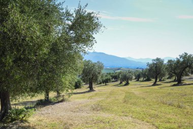 alan, Orta Italya'nin zeytin ağaçlarının. Umbria