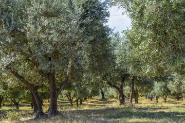 alan, Orta Italya'nin zeytin ağaçlarının. Umbria