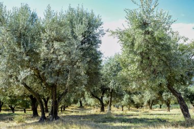 alan, Orta Italya'nin zeytin ağaçlarının. Umbria