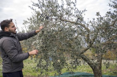 İtalya. Çiftçilerin kırsal kesimde zeytin hasat içinde iş başında
