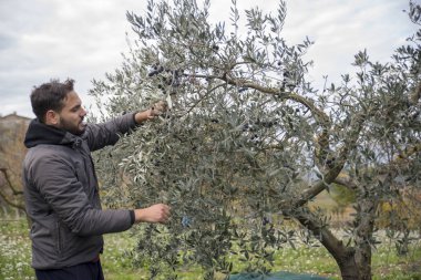 İtalya. Çiftçilerin kırsal kesimde zeytin hasat içinde iş başında