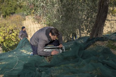 İtalya. Çiftçilerin kırsal kesimde zeytin hasat içinde iş başında