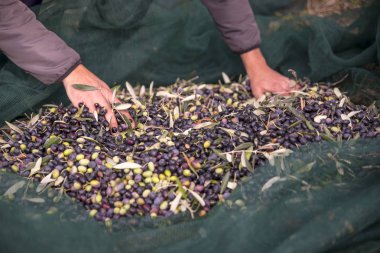 İtalya. Çiftçilerin kırsal kesimde zeytin hasat içinde iş başında