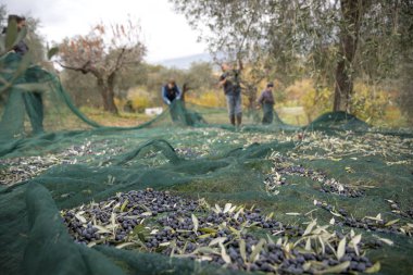 İtalya. Çiftçilerin kırsal kesimde zeytin hasat içinde iş başında