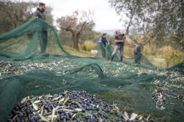 İtalya. Çiftçilerin kırsal kesimde zeytin hasat içinde iş başında