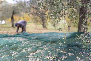 İtalya. Çiftçilerin kırsal kesimde zeytin hasat içinde iş başında