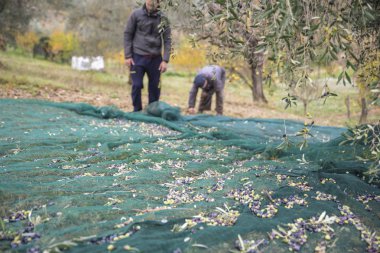 İtalya. Çiftçilerin kırsal kesimde zeytin hasat içinde iş başında