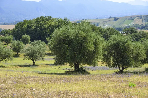 field of olive trees in central Italy. Umbria
