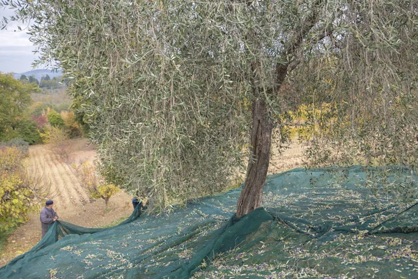İtalya. Çiftçilerin kırsal kesimde zeytin hasat içinde iş başında