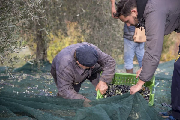 İtalya. Çiftçilerin kırsal kesimde zeytin hasat içinde iş başında
