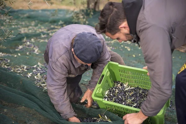 İtalya. Çiftçilerin kırsal kesimde zeytin hasat içinde iş başında