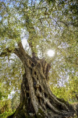 zeytin ağacı arka ışık, ekimi Umbria, İtalya