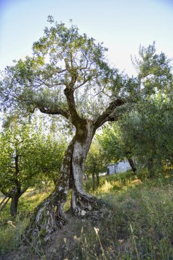 yüzüncü yıl zeytin ağacı, ekimi Umbria, İtalya