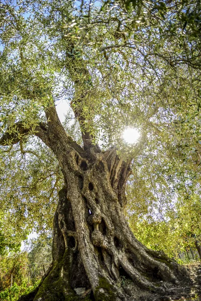 zeytin ağacı arka ışık, ekimi Umbria, İtalya