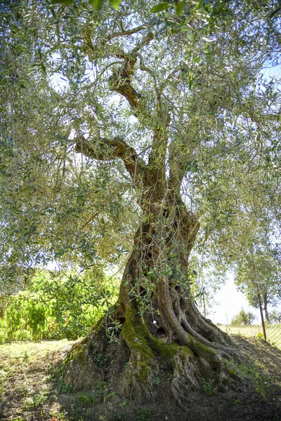Hundertjähriger Olivenbaum Anbau Umbrien Italien — Stockfoto