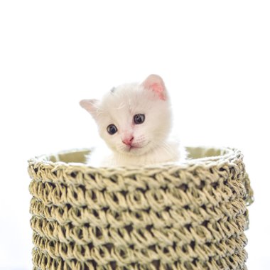 yumuşak ve kabarık beyaz kedi yavrusu hasır sepet içinde