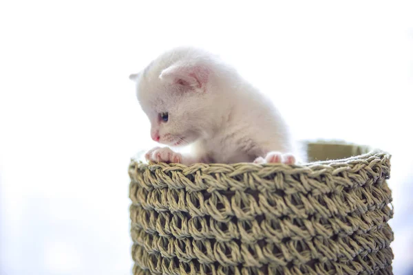 在柳条篮子里面嫩和蓬松的白色小猫 — 图库照片