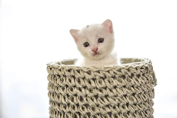 Zartes Und Flauschiges Weißes Kätzchen Weidenkorb — Stockfoto