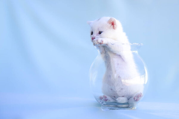 Soft and fluffy white kitten plays inside the transparent glass vase