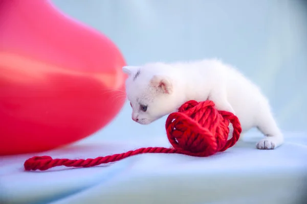 Kochane Puszysty Biały Kotek Bawi Się Kłębek Wełny Czerwony — Zdjęcie stockowe