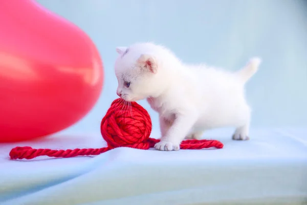 Szeretetre Méltó Bolyhos Fehér Cica Játszik Labdát Vörös Gyapjú — Stock Fotó