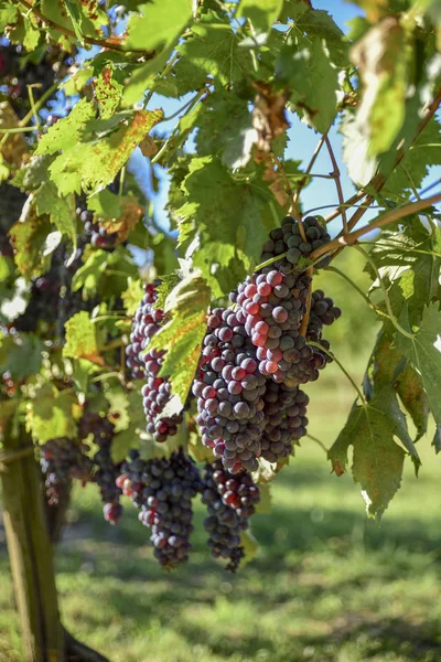 Vinhas Com Cachos Uvas Vermelhas Para Produção Vinho — Fotografia de Stock