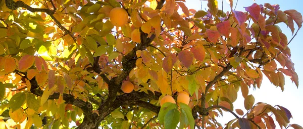 Trabzon hurması ağaç dalı Güz olgunlaşmış meyve ile