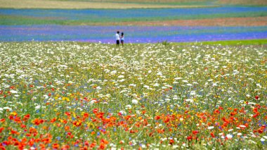 İtalya 'nın başkenti Umbria' daki Monti Sibillini Parkı 'ndaki Castelluccio di Norcia' daki ünlü çiçek açan mercimek ve gelincikler arasında genç çiftler geziniyor.