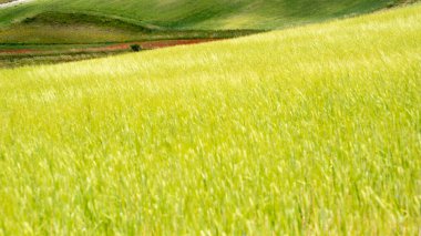 Sibillini Dağları 'nın parkındaki Castelluccio di Norcia' da meşhur mercimek ve haşhaş çiçekleri.